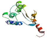 Transmembrane Protein 47 (TMEM47)