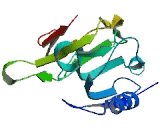 Transmembrane Protein 51 (TMEM51)