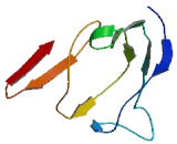 Transmembrane Protein 54 (TMEM54)