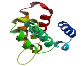 Transmembrane Protein 63C (TMEM63C)