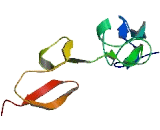 Transmembrane Protein 67 (TMEM67)