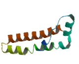 Transmembrane Protein 80 (TMEM80)