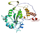 Transmembrane Protein 82 (TMEM82)