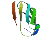 Synapse Differentiation Inducing Protein 1 Like Protein (SYNDIG1L)