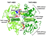 Transporter Associated With Antigen Processing (TAP)