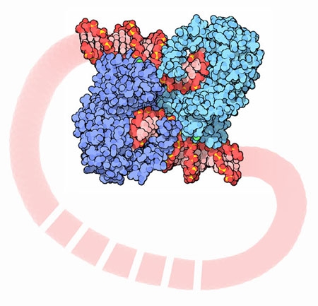 Transposase for transposon Tn5 (TN5P)