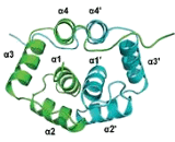 Trichosanthin (TCS)