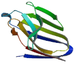 Triggering Receptor Expressed On Myeloid Cells 3 (TREM3)