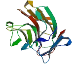 Tripartite Motif Containing Protein 11 (TRIM11)