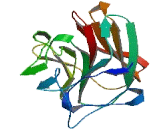 Tripartite Motif Containing Protein 16 Like Protein (TRIM16L)