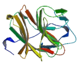 Tripartite Motif Containing Protein 58 (TRIM58)