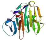 Tripartite Motif Family Like Protein 2 (TRIML2)