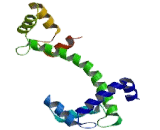 Troponin C Type 2, Fast (TNNC2)