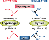 Trypsinogen Activation Peptide (TAP)