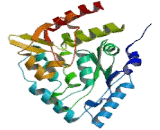 Tryptophan Hydroxylase 1 (TPH1)