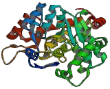 Tryptophanyl tRNA Synthetase (WARS)