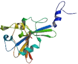 Tuberous Sclerosis Protein 2 (TSC2)