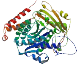 Tubulin Alpha 1B (TUBa1B)