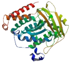 Tubulin Alpha 1C (TUBa1C)