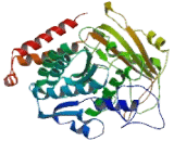 Tubulin Alpha 3C (TUBa3C)