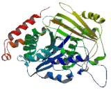 Tubulin Alpha Like Protein 3 (TUBaL3)