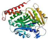 Tubulin Beta (TUBb)