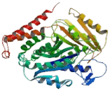 Tubulin Beta 2A (TUBb2A)