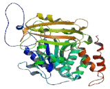 Tubulin Beta 2B (TUBb2B)