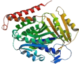 Tubulin Beta 2C (TUBb2C)