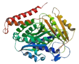 Tubulin Beta 3 (TUBb3)