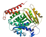 Tubulin Beta 8 (TUBb8)