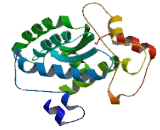 Tubulin Beta Polypeptide 4, Member Q (TUBb4Q)