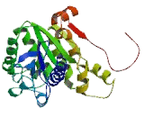 Tubulin Delta (TUBd)