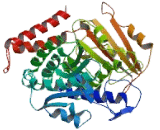 Tubulin Epsilon (TUBe)