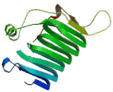 Tubulin Folding Cofactor C (TBCC)