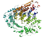 Tubulin Folding Cofactor D (TBCD)