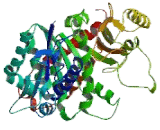 Tubulin Gamma 1 (TUBg1)