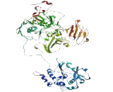 Tubulin Gamma Complex Associated protein 3 (TUBgCP3)