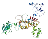 Tubulin Gamma Complex Associated protein 5 (TUBgCP5)