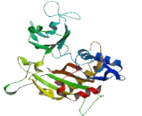 Tubulin Tyrosine Ligase (TTL)