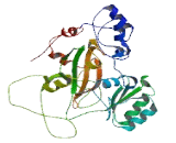 Tubulin Tyrosine Ligase Like Protein 1 (TTLL1)