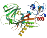 Tubulin Tyrosine Ligase Like Protein 13 (TTLL13)