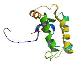 Tubulin Tyrosine Ligase Like Protein 3 (TTLL3)