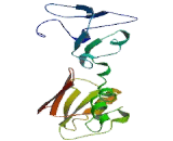 Tubulin Tyrosine Ligase Like Protein 5 (TTLL5)