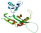 Tubulin Tyrosine Ligase Like Protein 9 (TTLL9)