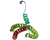 Tuftelin Interacting Protein 11 (TFIP11)