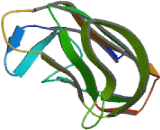 Tumor Necrosis Factor Ligand Superfamily, Member 4 (TNFSF4)