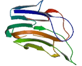 Tumor Necrosis Factor Ligand Superfamily, Member 7 (TNFSF7)