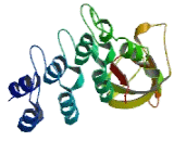 Tumor Protein p53 Binding Protein 2 (TP53BP2)