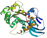 Tumor Protein p53 Inducible Protein 3 (TP53I3)